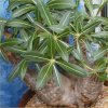 Vai alla scheda di Pachypodium rosulatum