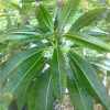 Vai alla scheda di Pachypodium rutenbergianum