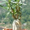 Vai alla scheda di pachypodium succulentum