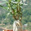 Vai alla scheda di Pachypodium succulentum