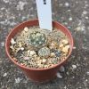 Vai alla scheda di Pediocactus bradyi