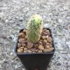 Vai alla scheda di Pediocactus nigrispinus