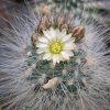 Vai alla scheda di Pediocactus paradinei