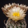 Vai alla scheda di Pediocactus peeblesianus