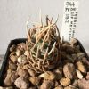 Vai alla scheda di Pediocactus peeblesianus f. menzelii