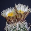 Vai alla scheda di Pediocactus peeblesianus v. fickeiseniae