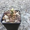 Vai alla scheda di Pediocactus sileri