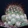 Vai alla scheda di Pediocactus simpsonii f. caespitosus