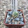 Vai alla scheda di Pediocactus winkleri