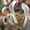 Vai alla scheda di Pelargonium alternans