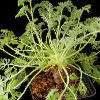Vai alla scheda di pelargonium appendiculatum