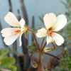 Vai alla scheda di Pelargonium barklyi