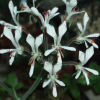 Vai alla scheda di Pelargonium campestre