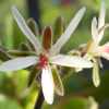 Vai alla scheda di Pelargonium carnosum