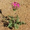 Vai alla scheda di Pelargonium incrassatum