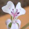 Vai alla scheda di Pelargonium mirabile