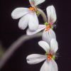Vai alla scheda di Pelargonium quinquelobatum