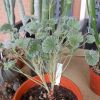 Vai alla scheda di Pelargonium sidoides