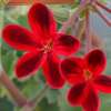 Vai alla scheda di Pelargonium x ardens