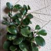 Vai alla scheda di Peperomia obtusifolia