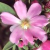 Vai alla scheda di Pereskia grandiflora