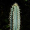 Vai alla scheda di Pilosocereus azureus