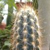 Vai alla scheda di Pilosocereus gounellei