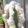 Vai alla scheda di Pilosocereus palmeri