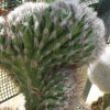 Vai alla scheda di Pilosocereus palmerii f. cristatus