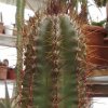 Vai alla scheda di Pilosocereus vilaboensis