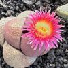 Vai alla scheda di Pleiospilos nelii cv. royal flush