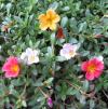 Vai alla scheda di Portulaca grandiflora