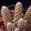 Vai alla scheda di Pterocactus fischeri