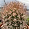 Vai alla scheda di Pyrrhocactus bulbocalyx