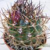 Vai alla scheda di Pyrrhocactus chaniarensis