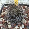 Vai alla scheda di Pyrrhocactus curvispinus v. combarbalensis