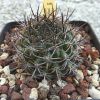 Vai alla scheda di Pyrrhocactus curvispinus v. petorcensis