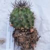 Vai alla scheda di Pyrrhocactus floccosus