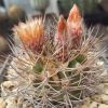 Vai alla scheda di Pyrrhocactus marayesensis