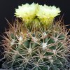 Vai alla scheda di Pyrrhocactus saxifragus