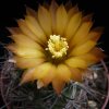 Vai alla scheda di Pyrrhocactus strausianus