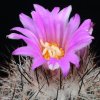 Vai alla scheda di Rapicactus beguinii