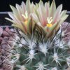 Vai alla scheda di Rapicactus beguinii ssp. hintoniorum