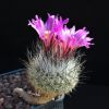 Vai alla scheda di Rapicactus booleanus