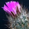 Vai alla scheda di Rapicactus subterraneus