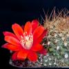 Vai alla scheda di Rebutia albiareolata