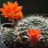 Vai alla scheda di Rebutia albipilosa