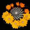 Vai alla scheda di Rebutia arenacea