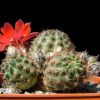 Vai alla scheda di Rebutia atrovirens