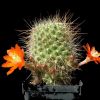 Vai alla scheda di Rebutia aureispina